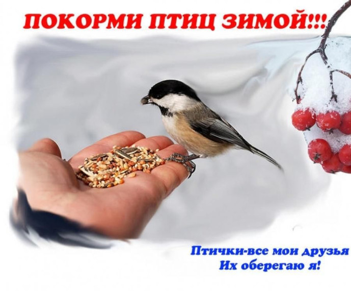 Акция "Покорми птиц зимой!".